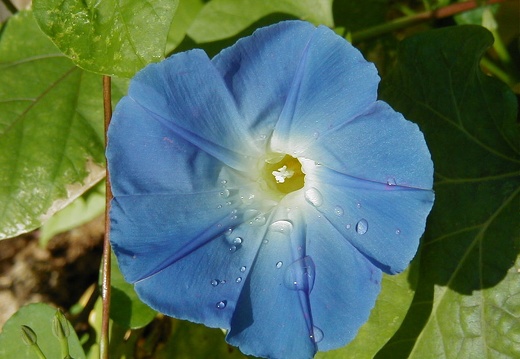 Morning Glory Flower