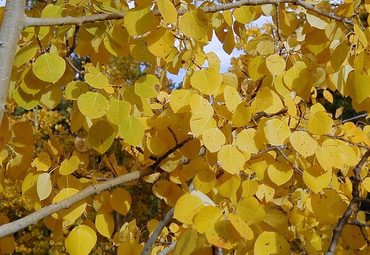 Aspen Tree in the Fall